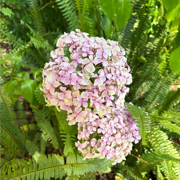lillegume